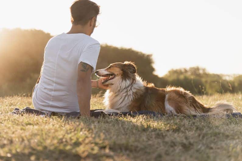 bringing pets to Spain from UK after Brexit